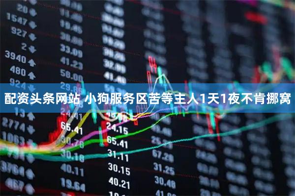 配资头条网站 小狗服务区苦等主人1天1夜不肯挪窝
